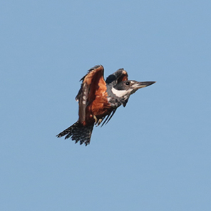 Ringed Kingfisher